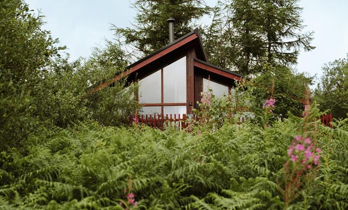 A cabin partially covered by trees, shrubbery and wild flowers at Garwnant.